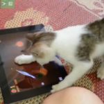 cat-play-fruit-ninja